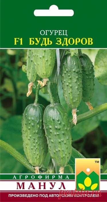 Пучковые огурцы: как выбрать свой урожайный гибрид