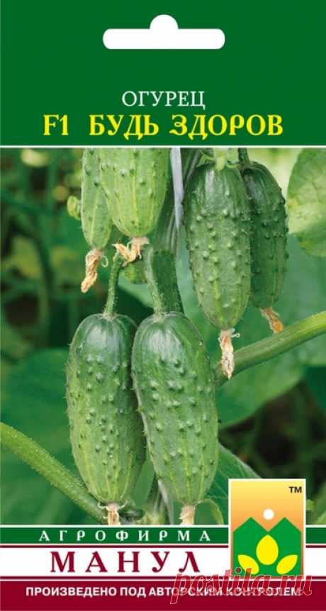 Пучковые огурцы: как выбрать свой урожайный гибрид