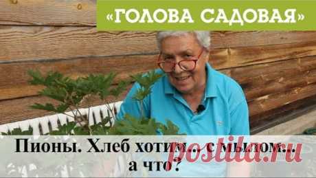 Голова садовая - Пионы. Хлеб хотим... с мылом...а что?