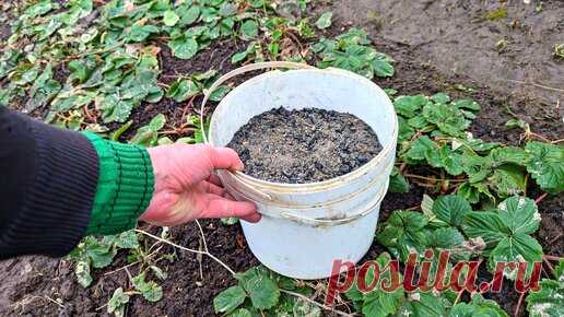 Весной в апреле раскидываю такой порошок по клубнике. Вредитель исчезает, а ягода огромная сладкая. | Сад огород life | Дзен
