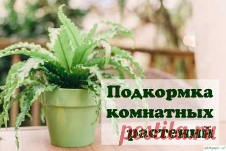 Верный уход за комнатными растениями — Садоводка