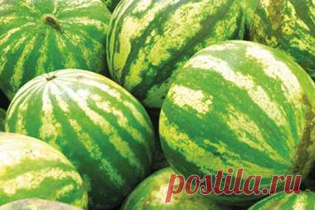 Как выбрать арбуз