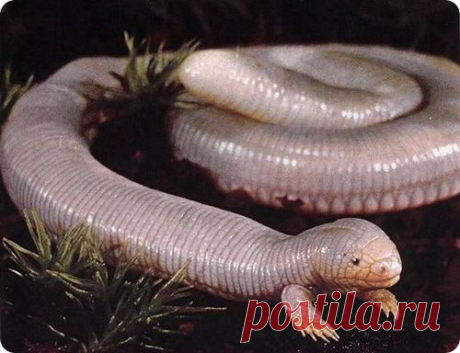 Двуноги (лат. Bipes)