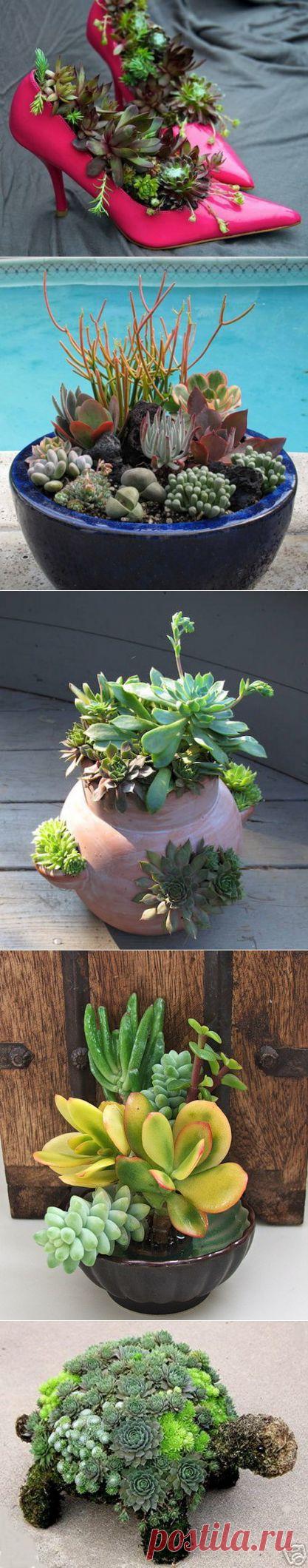 Композиции из суккулентов | РОЗЫ