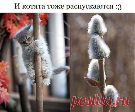 кот и верба