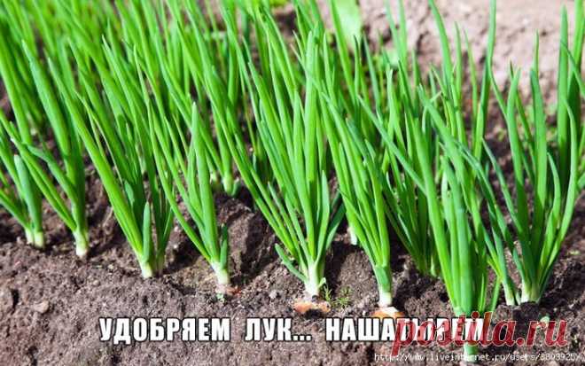 Удобряем лук… нашатырем.