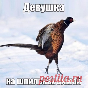 Фифекты Фикции - МирТесен