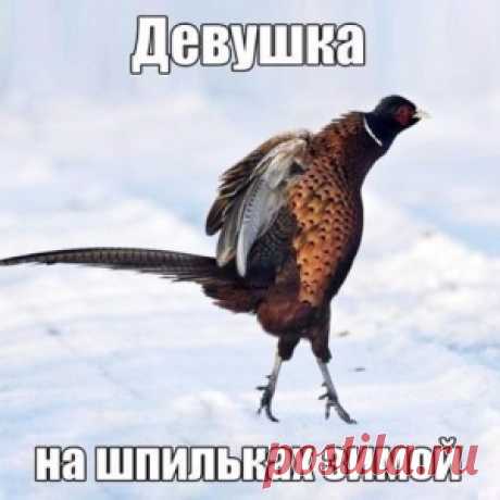 Фифекты Фикции - МирТесен