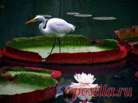 АИСТ==ЗНАЧИТ БУДЕТ РЕБЕНОК..