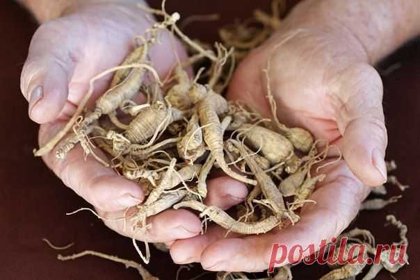 ЦЕЛЕБНЫЕ КОРНИ - ПЫРЕЙ, ОДУВАНЧИК, ЛОПУХ