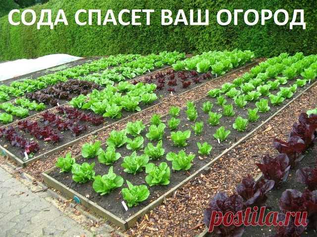 Сода спасёт ваш огород. 

Сода – один из помощников дачника, которую можно без проблем приобрести в любом продуктовом магазине. Сфера применения ее столь широка, что без сомнений, этот продукт необходимо обязательно включить в список товаров первой необходимости в начале дачного сезона, и даже раньше! Дело в том, что без обычной пищевой соды вообще сложно представить себе современный огород, поскольку она может помочь практически в любой ситуации. 

Так, например, если вы ...