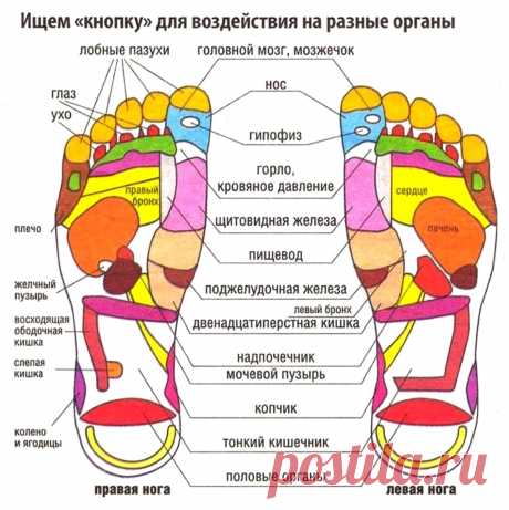 Проекция внутренних органов на стопы ног