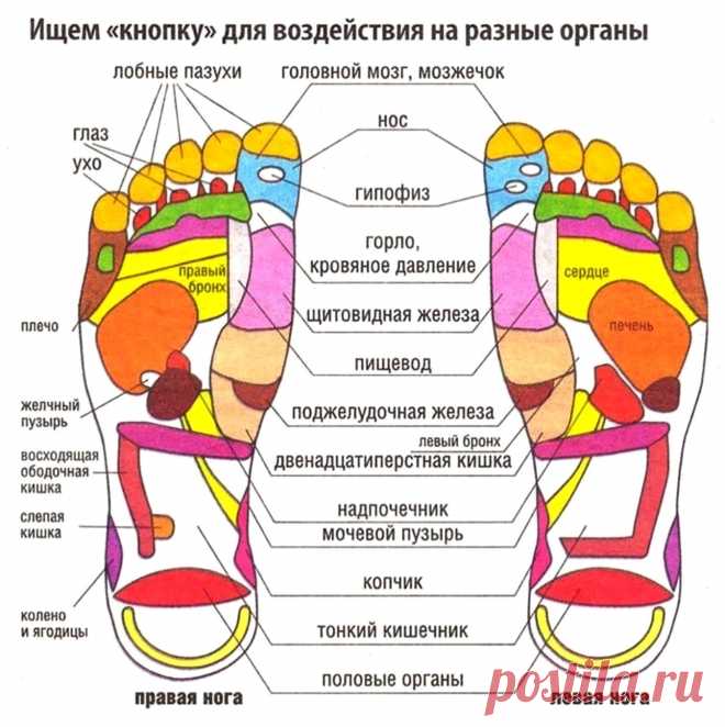 Проекция внутренних органов на стопы ног