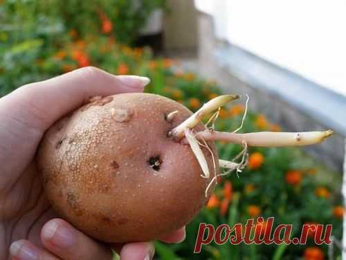 (1) Одноклассники