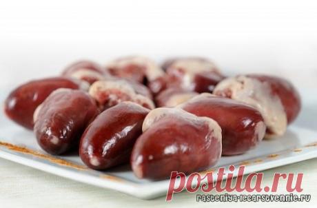 Сердце индейки: рецепты приготовления, калорийность, польза и вред » Популярно о здоровье