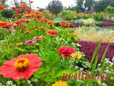 Зачем сажать цветы на огороде: не для красоты, а для увеличения урожая на 40%. Исследования показывают: цветы привлекают насекомых-опылителей, сообщает корреспондент Белновости. Благодаря этому растения дают больше плодов.