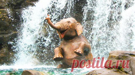 Жизнь принадлежит тому, кто ей рад 🌀 🐘 🌈