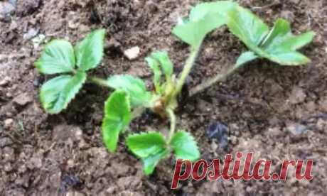 Первая подкормка клубники после зимы