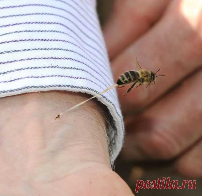 *Жало пчелы*
