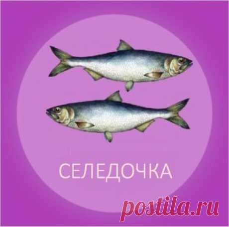 СЕЛЕДОЧКА