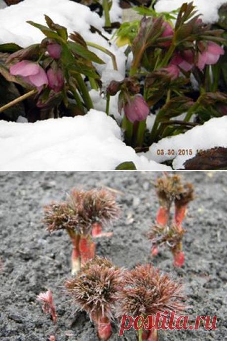 Нашим спартанцам все нипочем!
После заснеженного выходного дня.