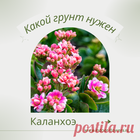 Каланхоэ. Какой грунт нужен? Интересуетесь Каланхоэ. Какой грунт нужен? ? Узнайте о разнообразных представителях этого вида, их уникальных особенностях и преимуществах. Получите полезные советы по уходу за Каланхоэ. Какой грунт нужен? в домашних условиях, включая требования к освещению, поливу, температуре и влажности.