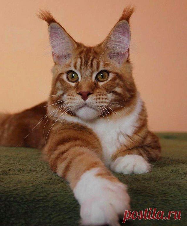 «Boт этo кpасaвчик!» — карточка пользователя Елена К. в Яндекс.Коллекциях