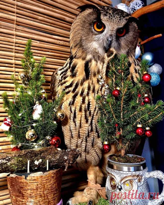 Ёлки под Ёлкой! #сова #филин #фублинёлка #угу #owl #eagleowl #comandanteyoll #nika_zubra #zubrasowls