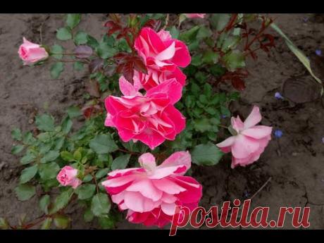 Миниатюрные розы. Обрезка весной (Miniature roses. Pruning)