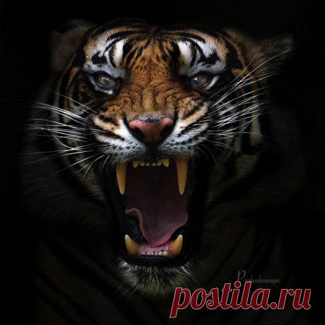 Тигры – дикий животный магнетизм в 25 потрясающих фотографиях