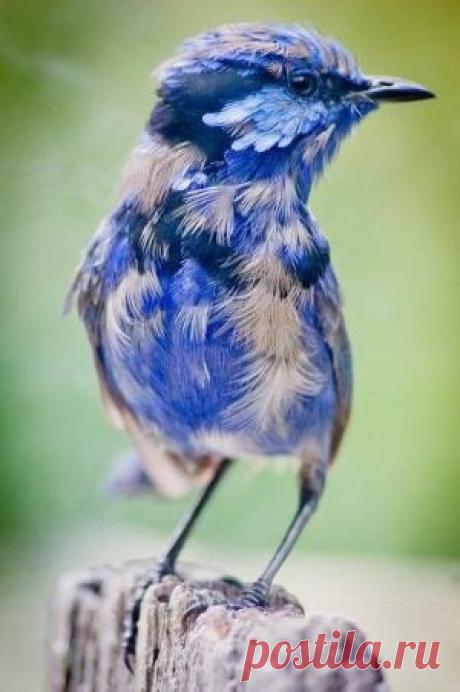 # bird #