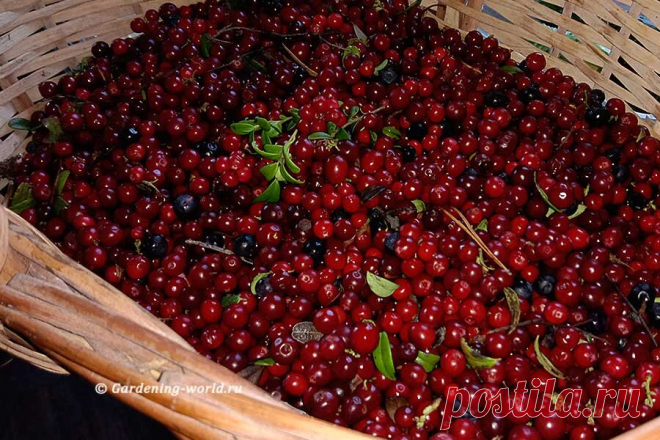 Моченая брусника на зиму — самый полезный рецепт с фото пошагово | Дача - это маленькая жизнь | Дзен