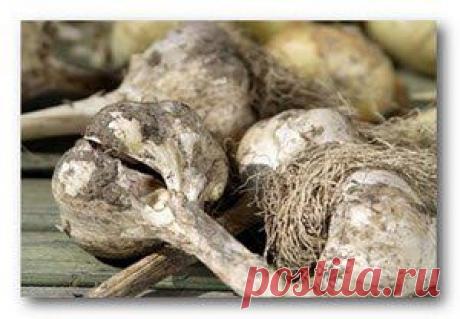 Как вырастить озимый чеснок | Дача Дачный дом сад и огород