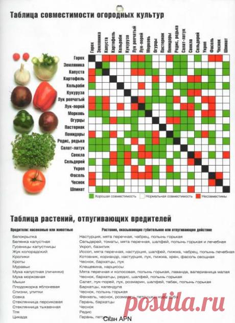 Соседство растений на огороде | Приусадебное хозяйство - выращивание овощей и цветов