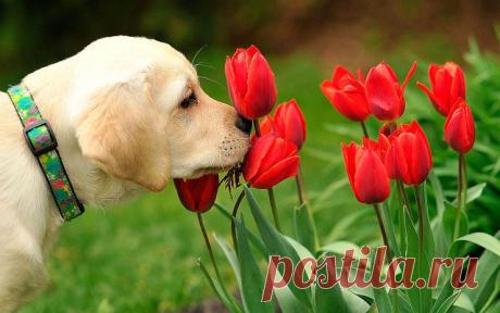 ЭМИЛИЯ -  ПОКОЙ  И  РАДОСТЬ.
ЭМИЛИЯ ЮНГ