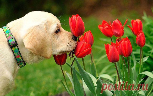 ЭМИЛИЯ -  ПОКОЙ  И  РАДОСТЬ.
ЭМИЛИЯ ЮНГ