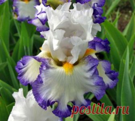 TB Iris "Revision" (Keith Keppel '2011)