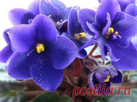 Как правильно пересадить фиалку? Как правильно пересадить фиалку?
Сенполия или фиалка в народе всегда становится общей любимицей. Она занимает мало места и трогательна в своём наряде. Однако, как любое растение, выращиваемое в искусс...