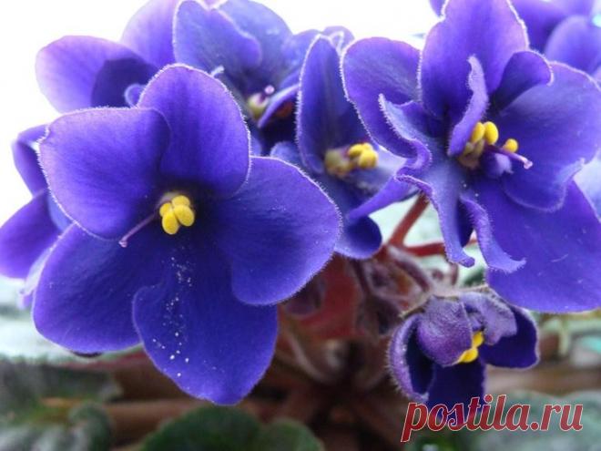 Как правильно пересадить фиалку? Как правильно пересадить фиалку?
Сенполия или фиалка в народе всегда становится общей любимицей. Она занимает мало места и трогательна в своём наряде. Однако, как любое растение, выращиваемое в искусс...