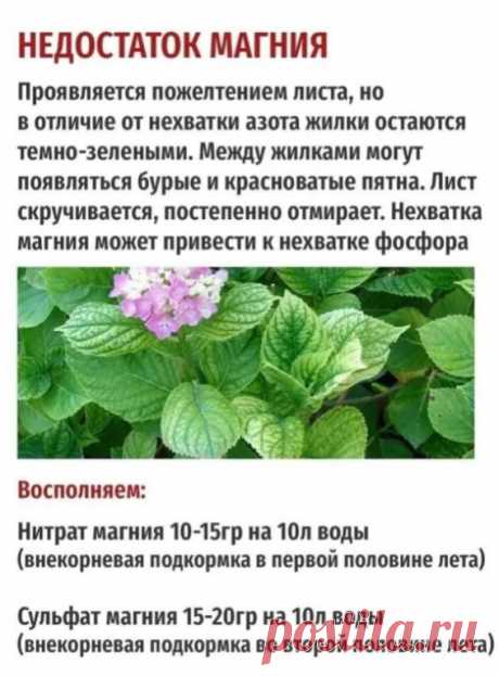 Недостаток элементов у гортензии
На заметку