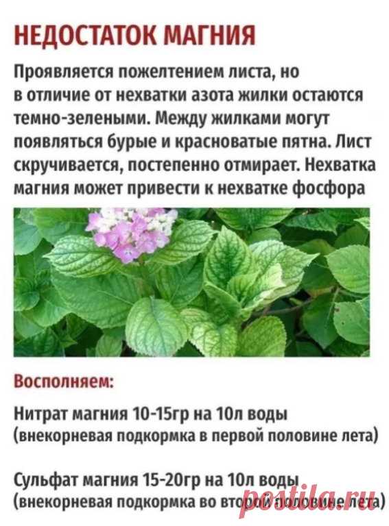 Недостаток элементов у гортензии
На заметку
