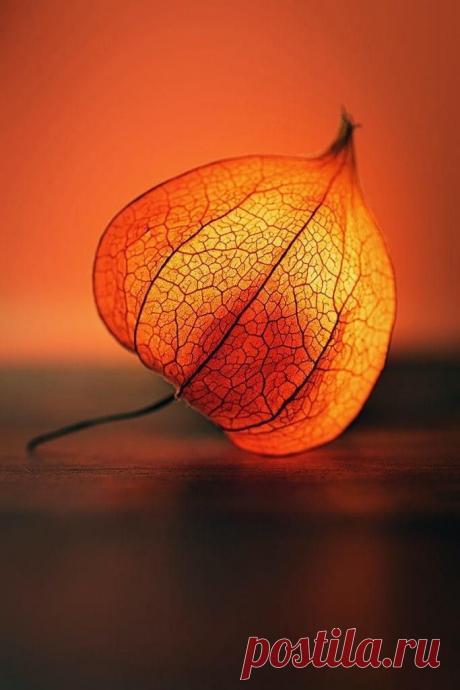 a close up of a leaf on a table with an orange light in the background
