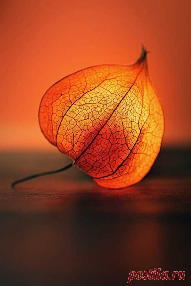 a close up of a leaf on a table with an orange light in the background