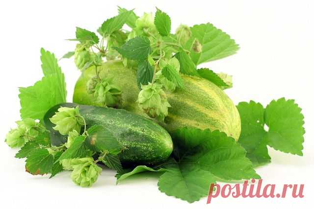 Огуречные проблемы и их решение