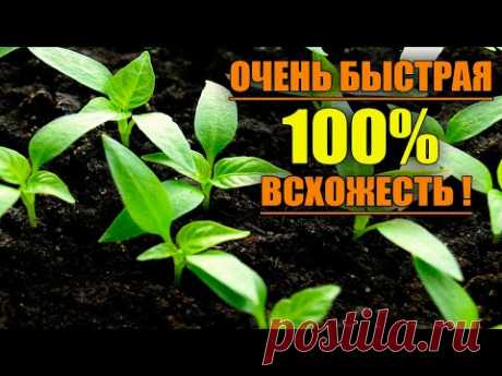 САМЫЙ НАДЕЖНЫЙ ПОСЕВ ПЕРЦА С БЫСТРОЙ 100% ВСХОЖЕСТЬЮ !