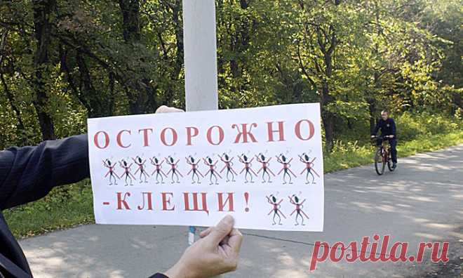 В каких регионах России самые опасные клещи