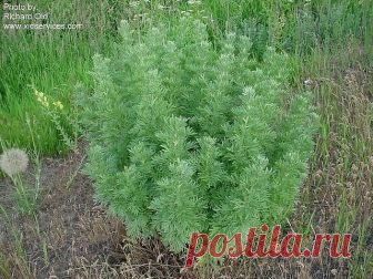Полынь - это сильнейшее средство дано для быстрого приведения больных в порядок.

Лечение полынью очищает тело от всяких вредных организмов, находящихся в нем (это разного рода простейшие - трихомонады, хламиды, герпес, кандида, лямблии, эхинококковая инфекция)., излечивает бессоницу, нервные болезни и восстанавливает обмен веществ, в результате чего исчезает ожирение и лишний вес.

Полынная терапия снимает почти все воспалительные процессы, особенно при поражении пищевари...