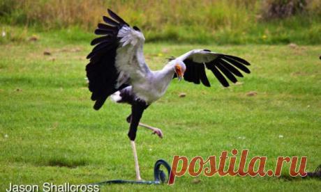 Британские ученые измерили силу удара птицы-секретаря | Англофил