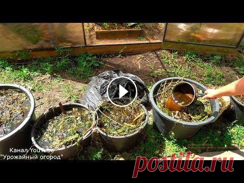 СЕКРЕТ РАСКРЫТ!ЛУЧШЕЕ УДОБРЕНИЕ ВСЕХ ВРЕМЕН!ЧАЙ ИЗ ТРАВЫ!!! ЯНДЕКС ДЗЕН - ТЕЛЕГРАМ - ВКонтакте - ПОДПИСЫВАЙТЕСЬ НА МОЙ НОВЫЙ ЮТУБ КАНАЛ "Урожайный Огород Обо Всем" - Моя страница в Инстаграм *********...