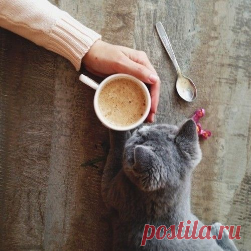 Правда ли, что кошка ложится на больное место человека? | Хитрости Жизни